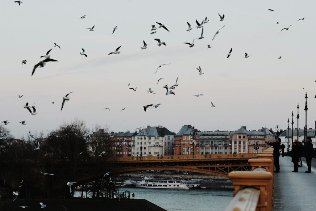 A large flock of gulls flies over a city with a bridge and buildings below.