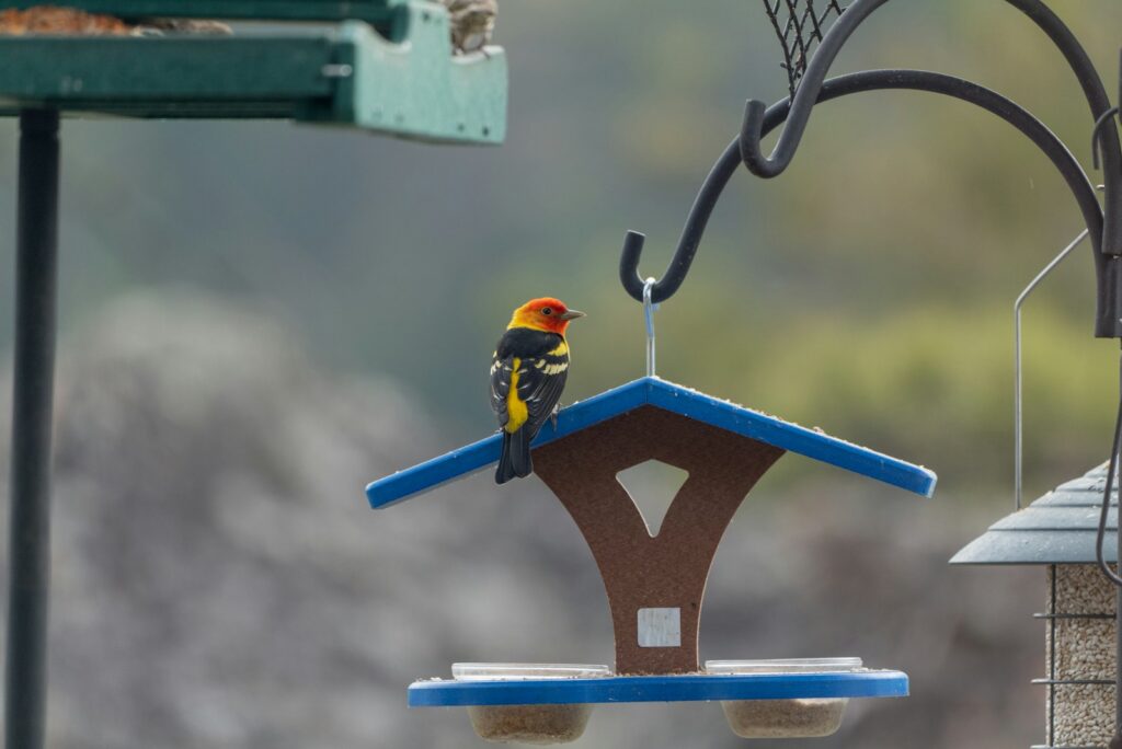 A colorful Western Tanager perches on a bird feeder.
