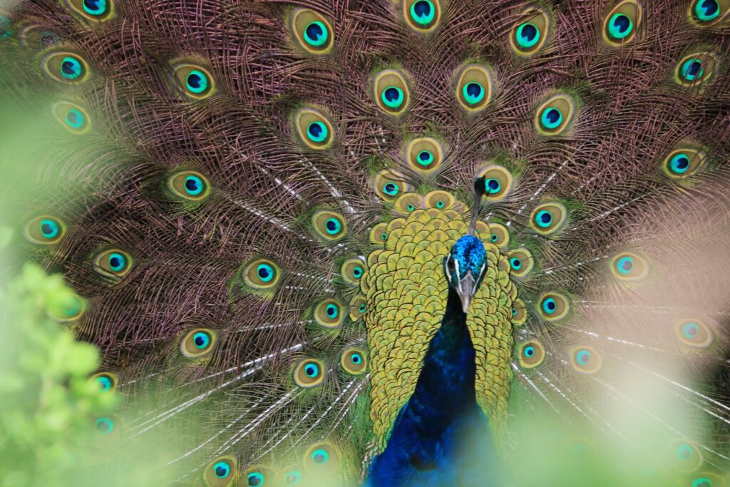 A close-up of a peacock showing off its stunning, eye-spotted tail feathers.