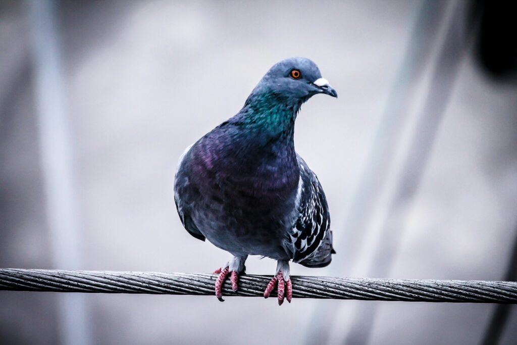 A Feral Pigeon perches on a wire, displaying its dark, iridescent plumage.