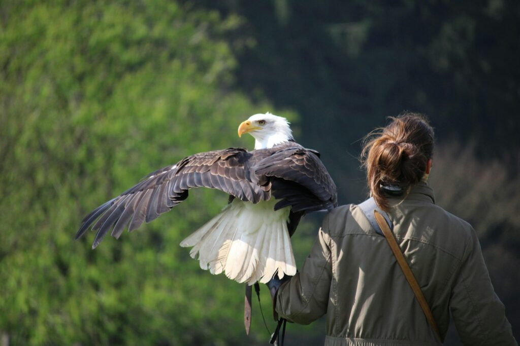 The Raptors That Rule North America — 7 Aerial Alphas - bird-life.com