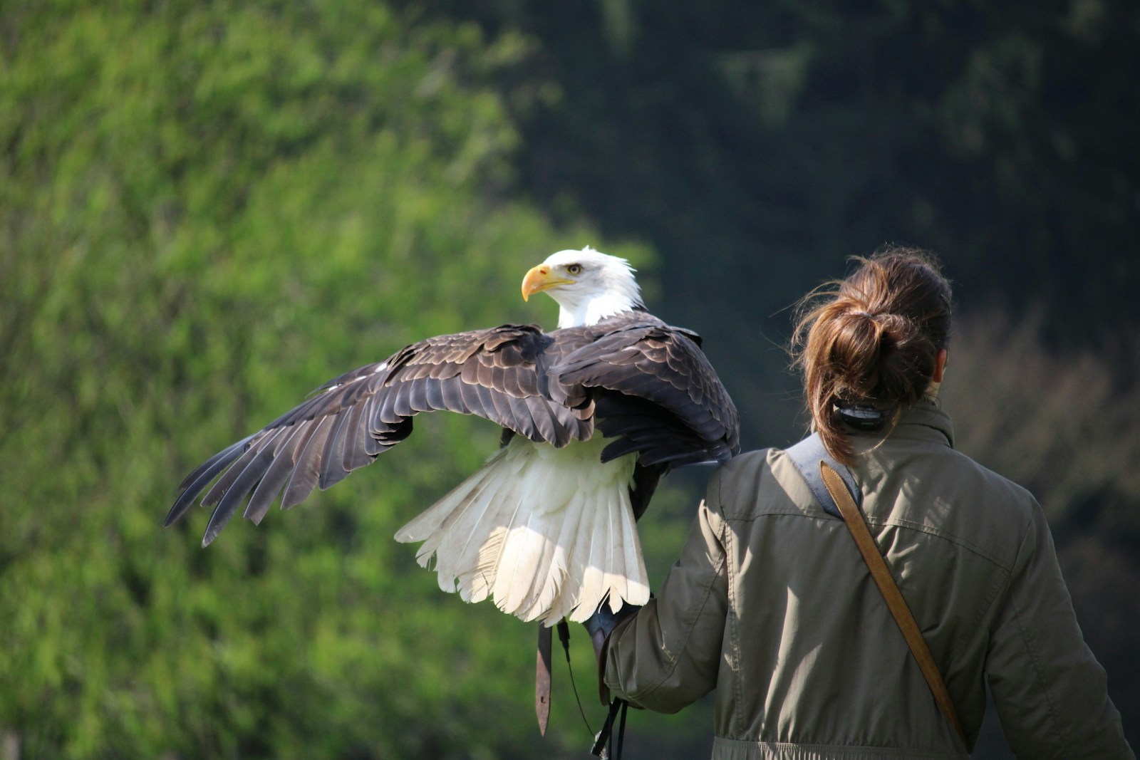 A Bald Eagle with outstretched wings perches on a handler's gloved arm, seen from behind.