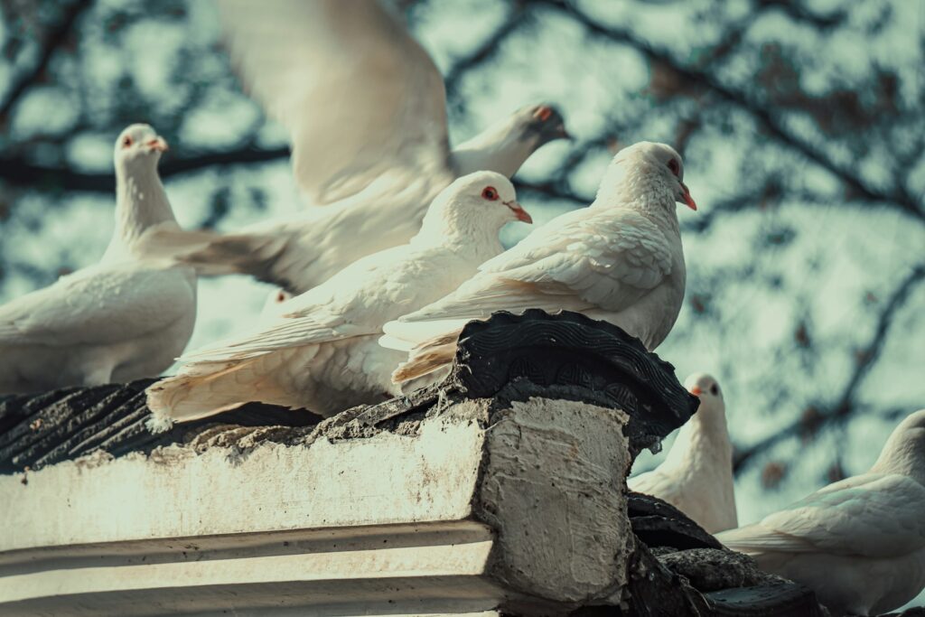 Several white pigeons with reddish eyes are perched on a rooftop.