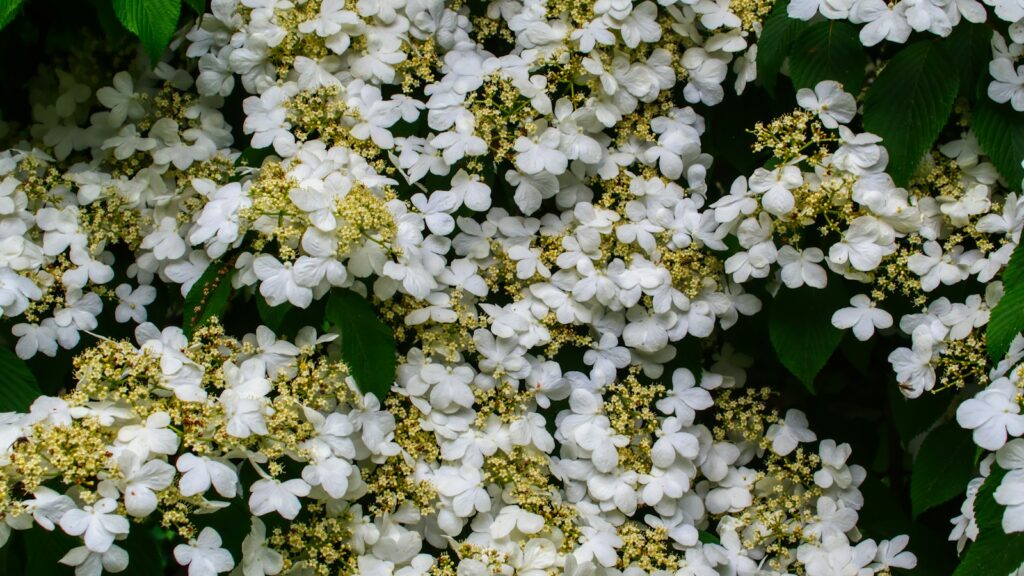 White viburnum flowers in full bloom on a leafy green shrub