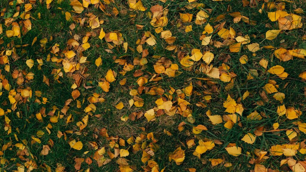 Fallen yellow leaves on green grass