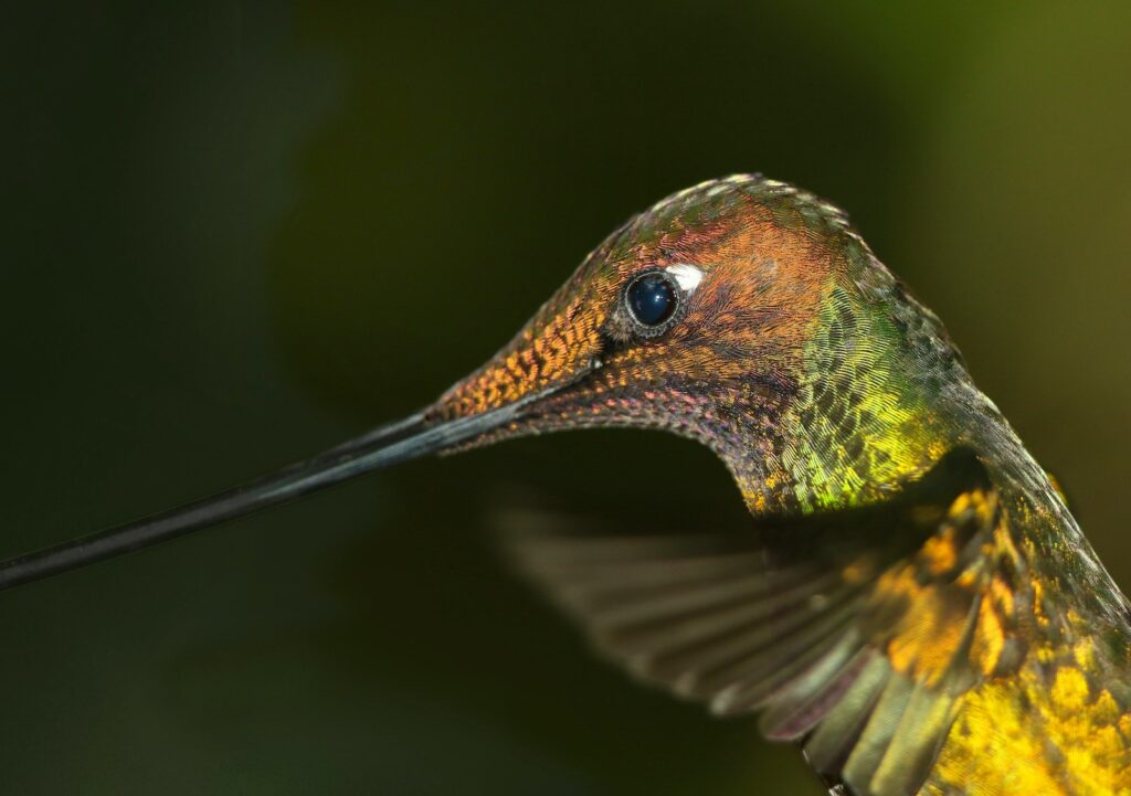 A close-up of a Bronzy Inca hummingbird with iridescent green-bronze plumage and a long beak.