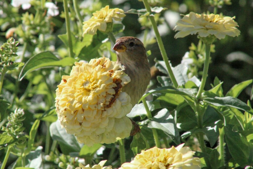 A female house finch perches on a large yellow zinnia flower.