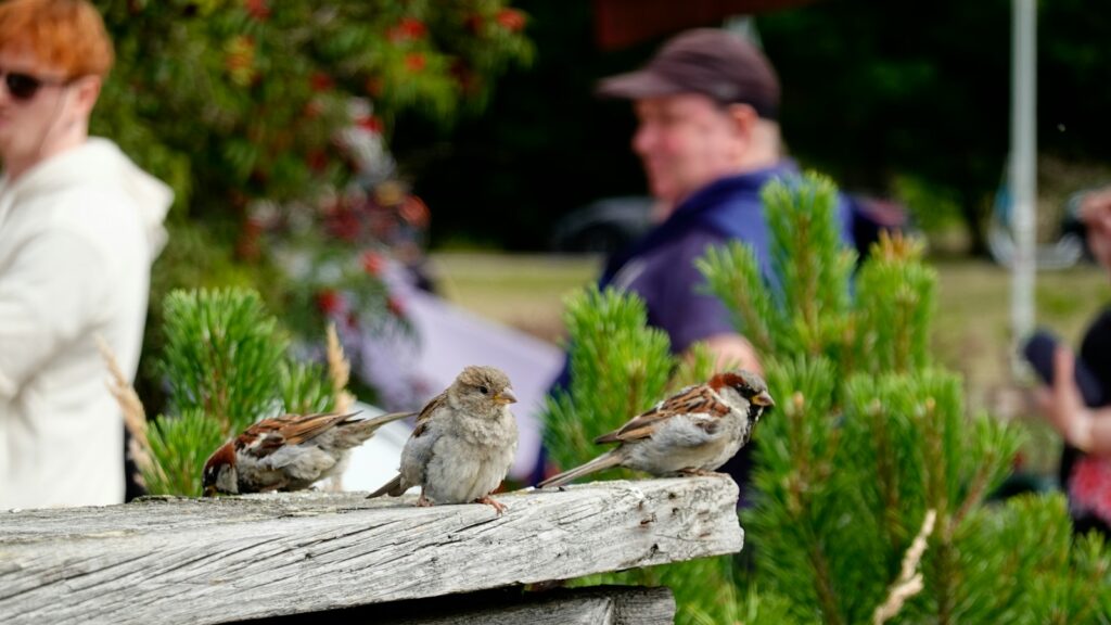 Group of birds perched on weathered wooden surface