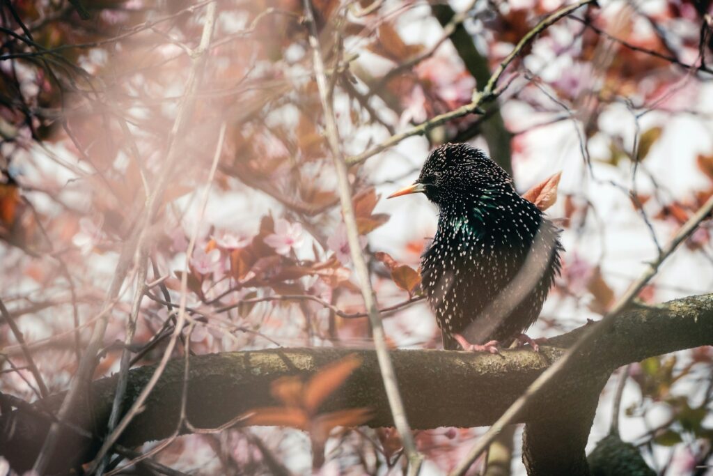 A European Starling perches amidst pink blossoms, showing its speckled iridescent plumage.