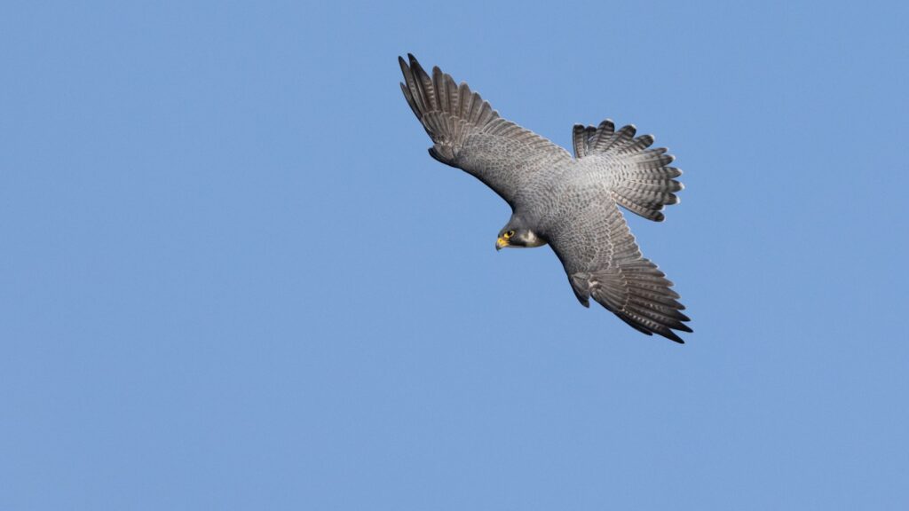 Peregrine falcon in flight with wings spread on a light blue sky background