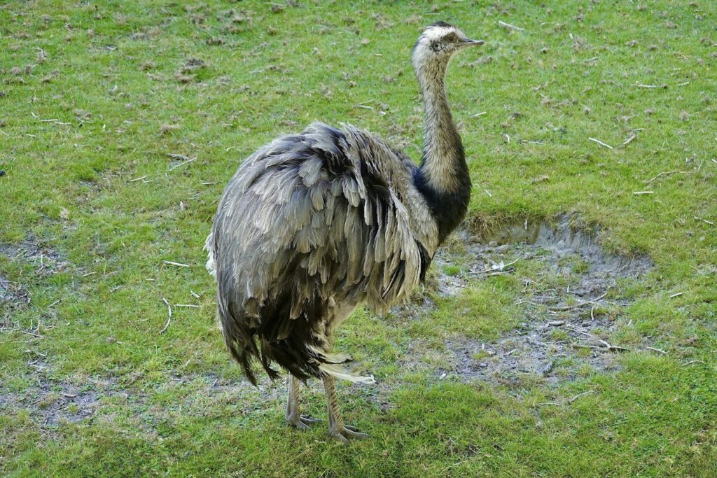 A gray rhea with shaggy feathers stands on green grass.