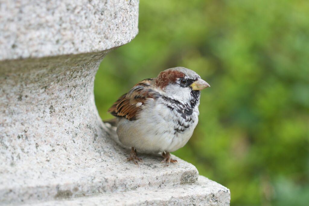 A brown and white Eurasian tree sparrow perches on a stone structure against a green background.