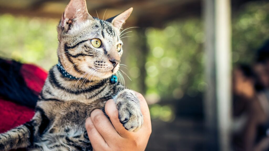 Person gently holding cat wearing a collar with small bell
