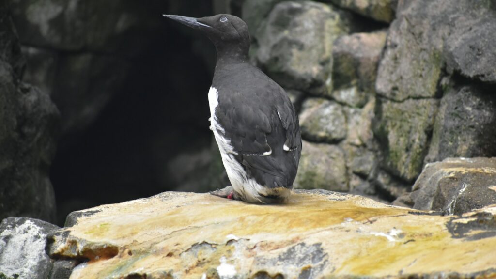 Common murre standing on a rocky shoreline