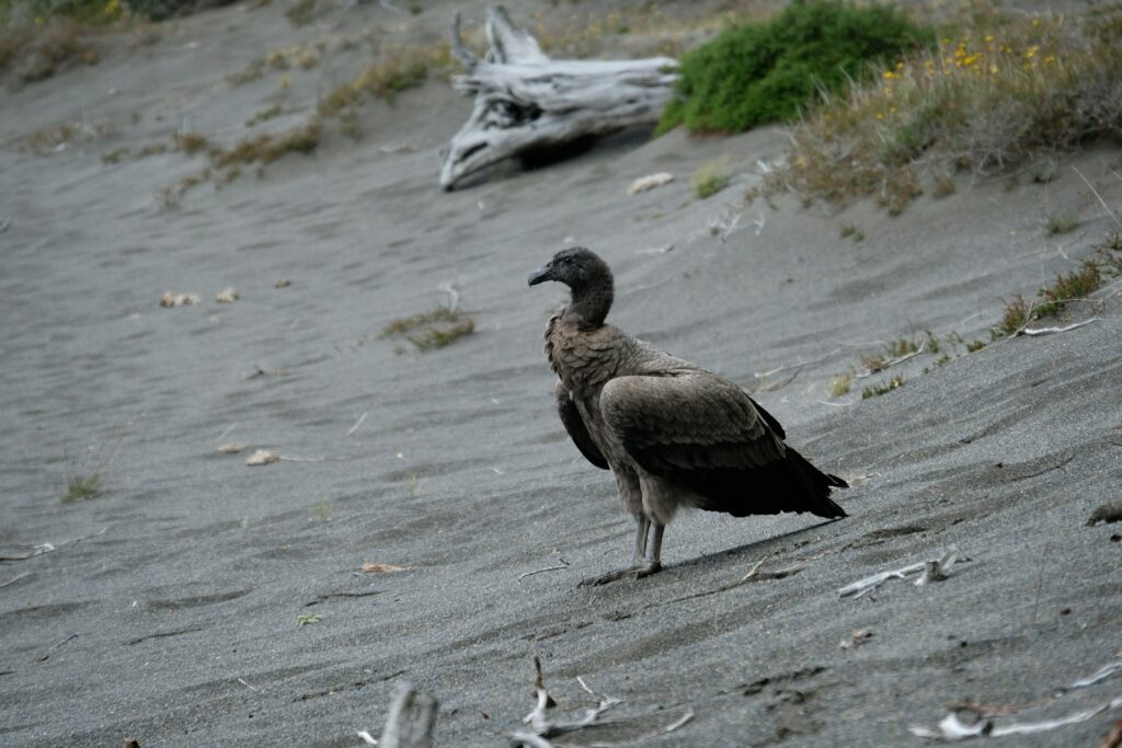 An Andean condor with dark plumage and a bare head stands on sandy terrain.
