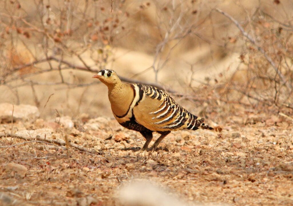 A painted sandgrouse with distinctive striped and black-spotted plumage stands on dry ground.