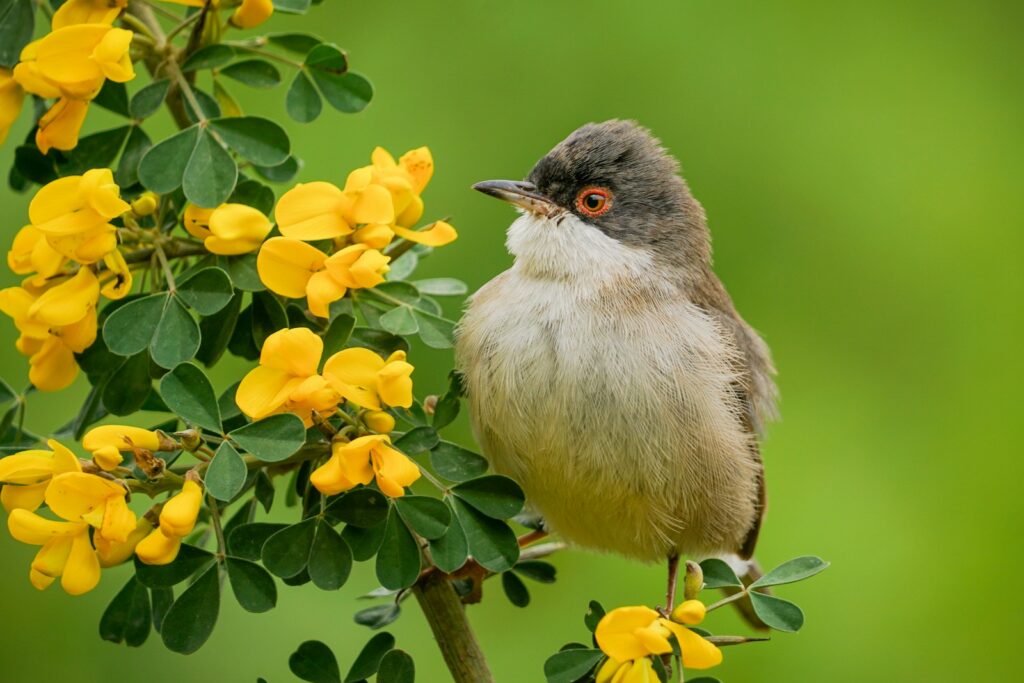 A Sardinian warbler with a gray head and white throat perches by yellow flowers.
