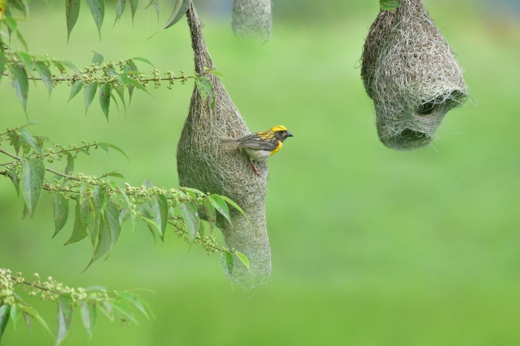 A Baya Weaver perches on its intricately woven, hanging nest.