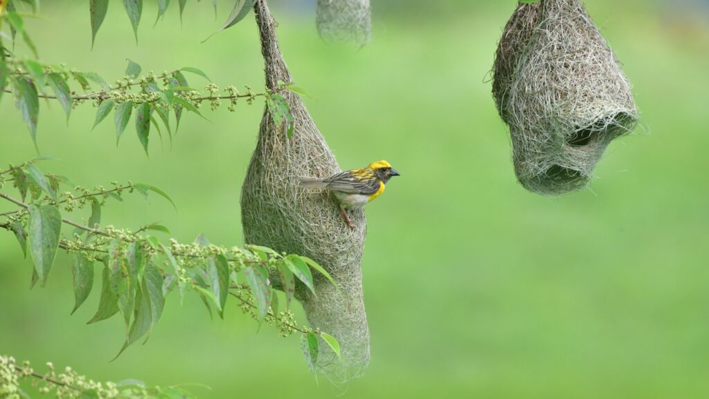 A Baya Weaver perches on its intricately woven, hanging nest.