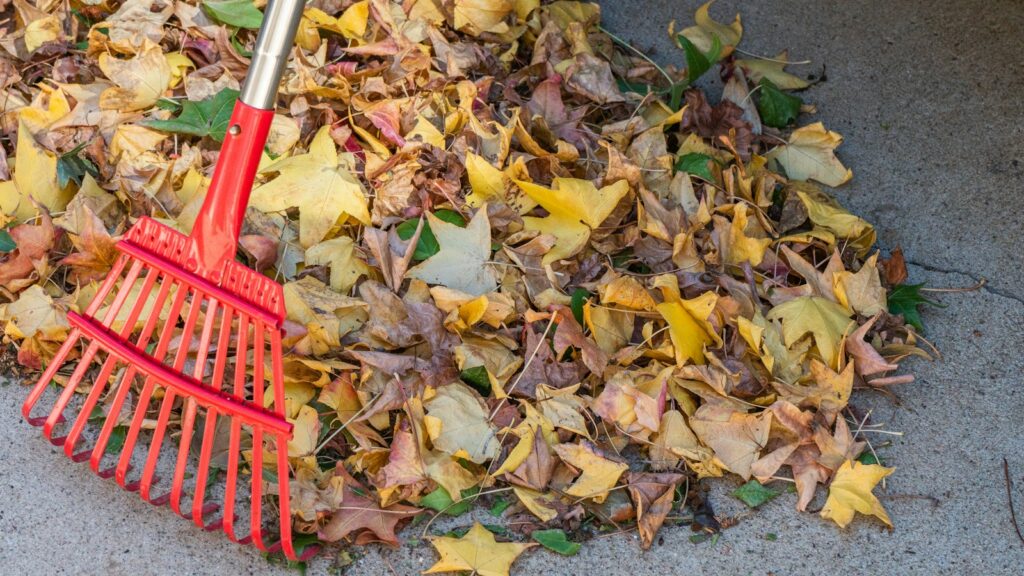 Garden rake resting on a large pile of fallen leaves
