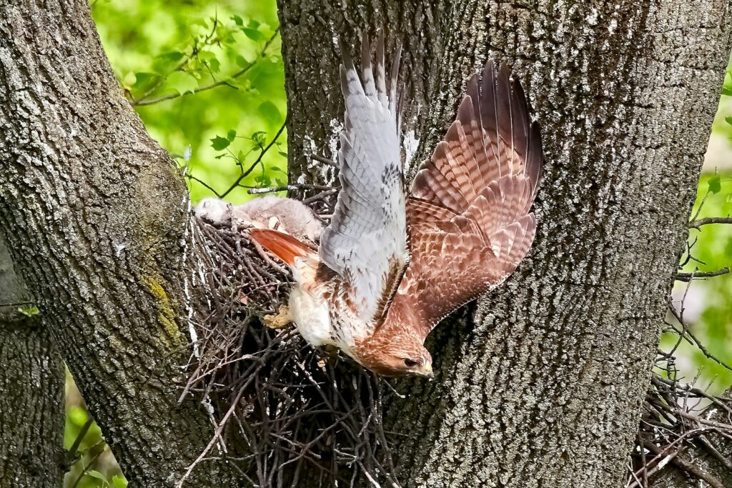A Red-tailed Hawk is in a nest with a chick, wings spread against a tree trunk.