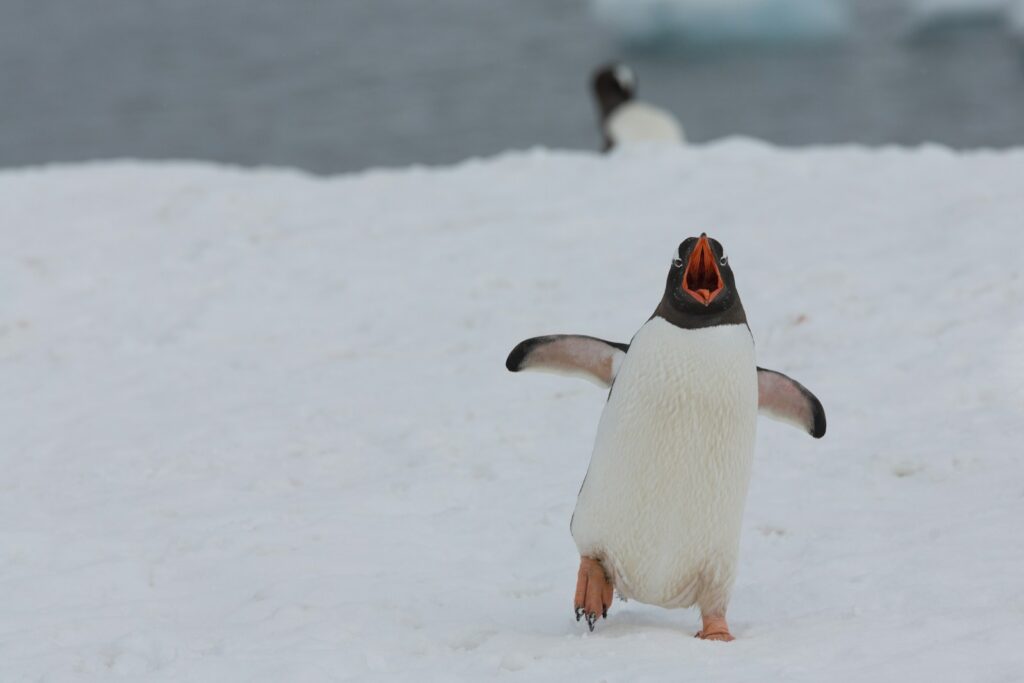 A Gentoo Penguin walks on snow, showing its black and white plumage and orange beak.