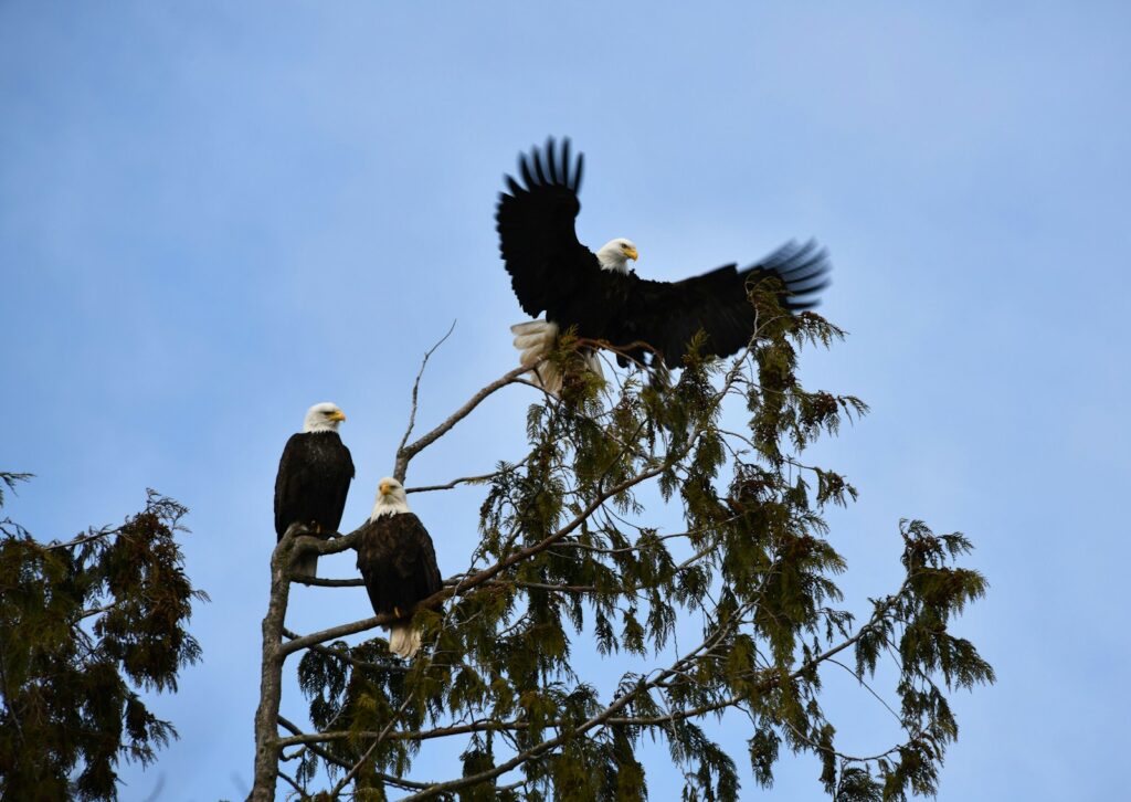 Three Bald Eagles are in a tree, one perched high with wings spread, two below observing.
