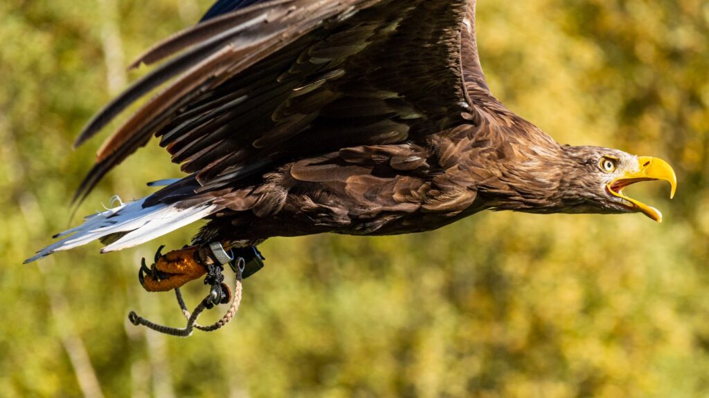 Golden Eagle gliding through the air untethered