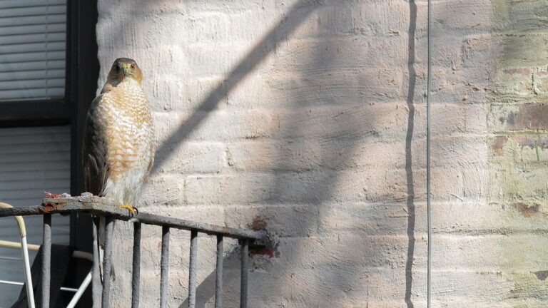Falcon perched on a metal balcony railing