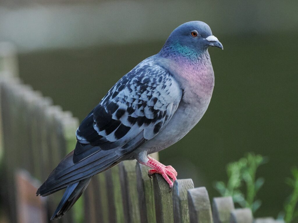 A Feral Pigeon perches on a wooden fence, displaying its iridescent neck and patterned wings.