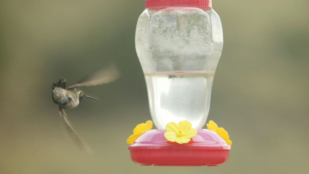 Hummingbird hovering near a nectar feeder in a backyard garden