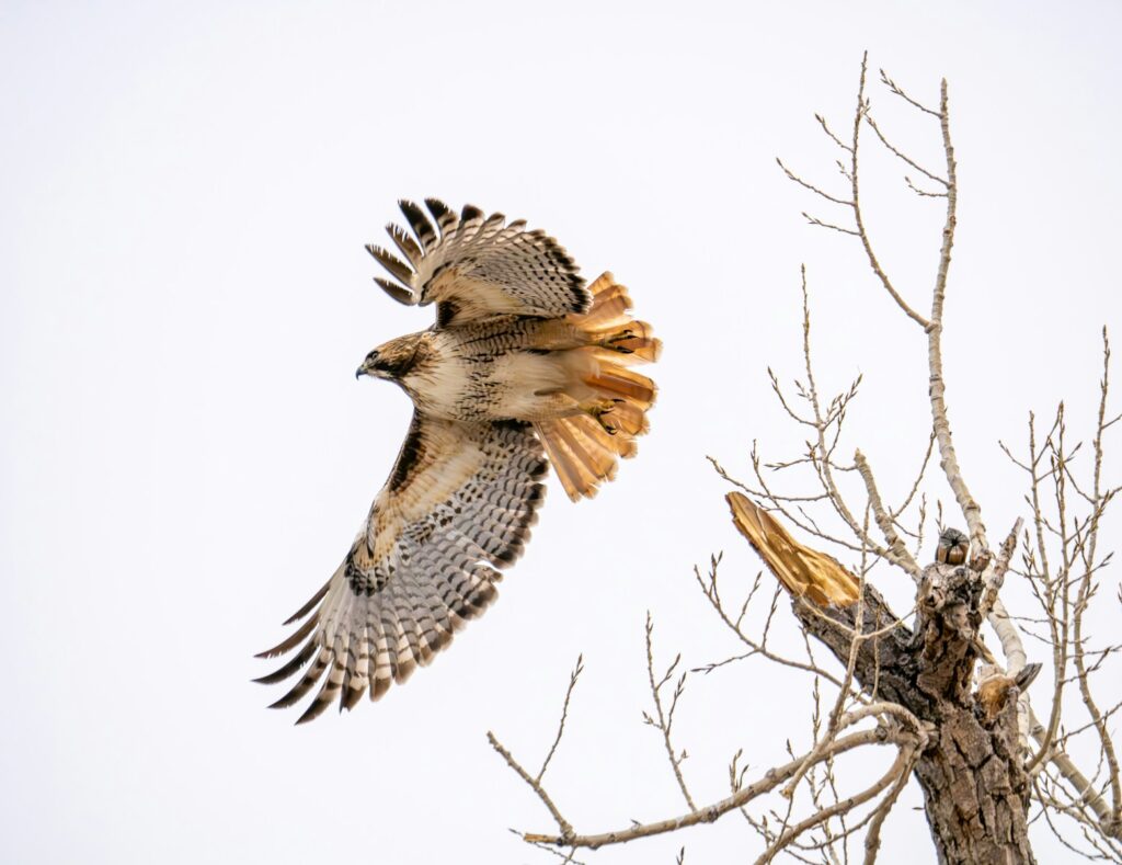 A red-tailed hawk glides with outstretched wings beside a bare tree.