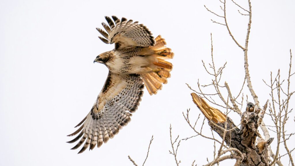A red-tailed hawk glides with outstretched wings beside a bare tree.
