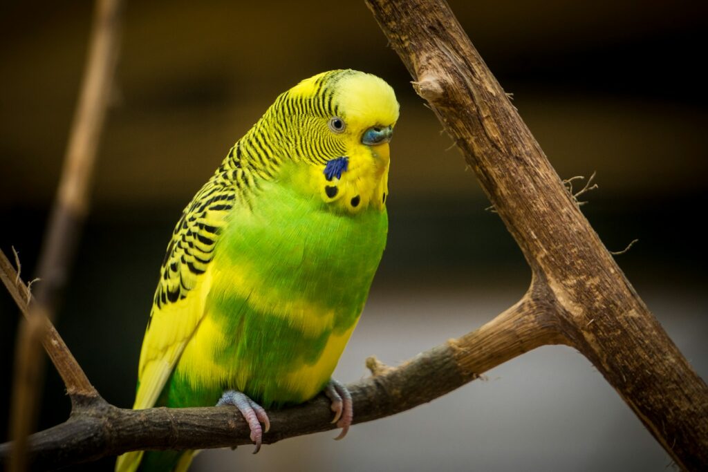 A green and yellow Budgerigar perches on a branch, showing its patterned plumage.