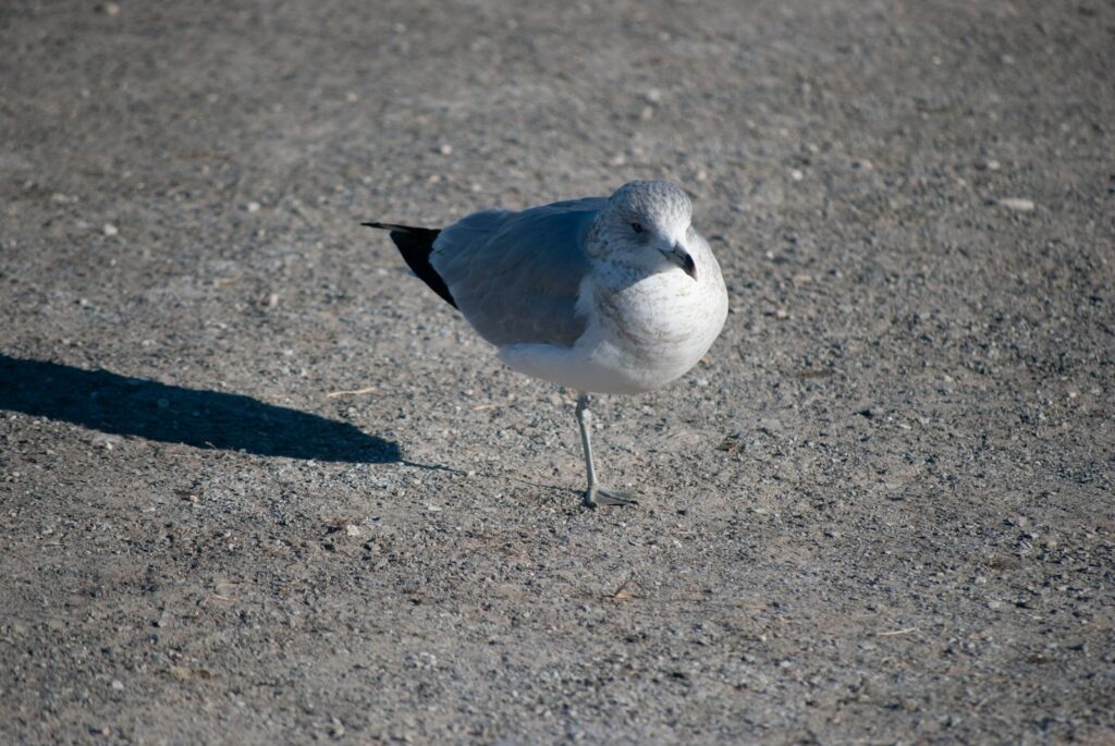 A Ring-billed gull with grey and white feathers stands on one leg on gravel.
