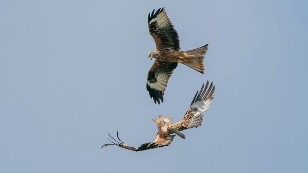Two Red Kites engaged in a sky fight