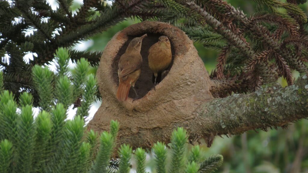Rufous Horneros birds together in their mud nest