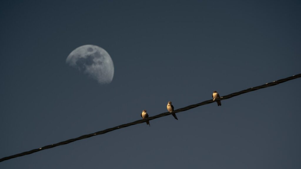 Birds perched on electrical wire with moon glowing in background