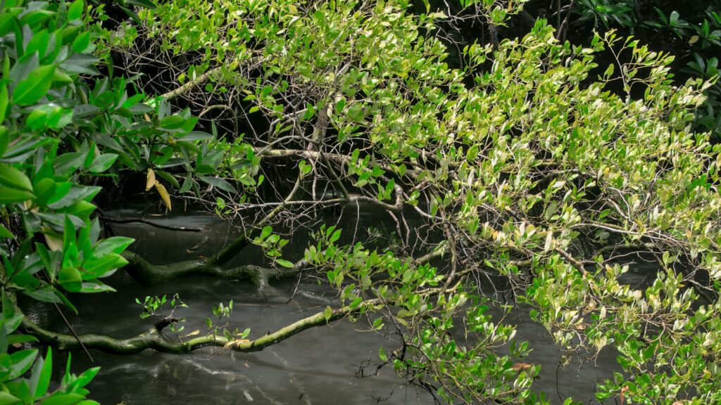 Top view of a lush mangrove tree canopy on a small stream