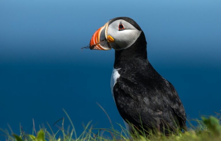 An Atlantic Puffin with a large, colorful beak and white face stands in green grass.