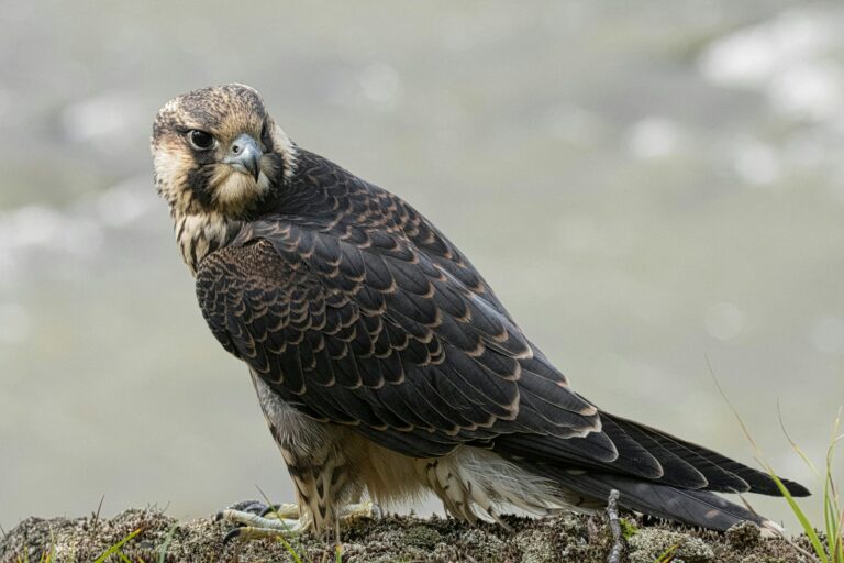 A peregrine falcon looks right.