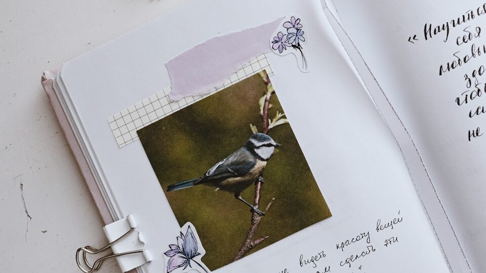 Colorful Blue Tit bird photograph pasted into a bird journal