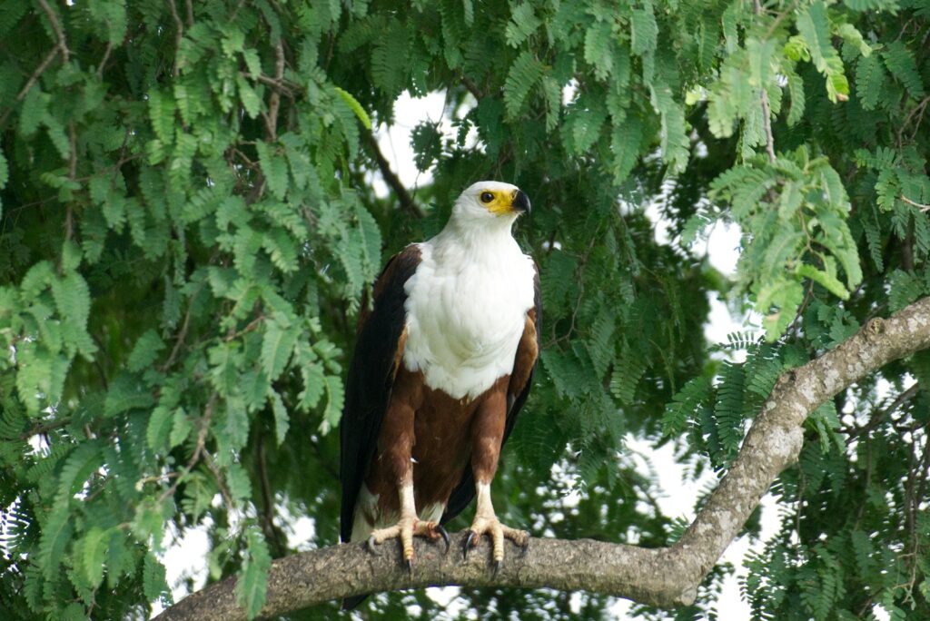 An African Fish Eagle perches on a tree branch, its distinctive white head and chest prominent.