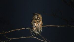 A Long-eared Owl with brown and striped plumage perches on a bare branch against a dark night sky.