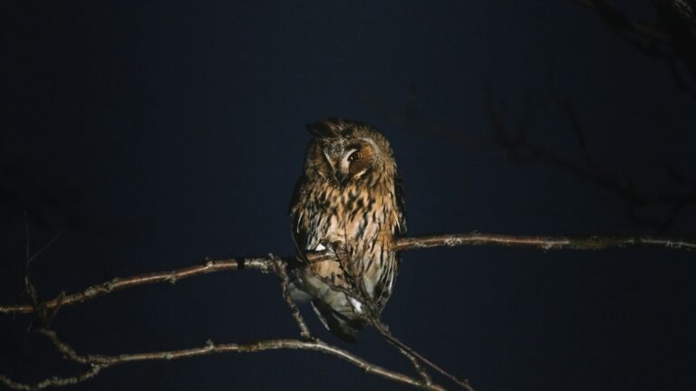 A Long-eared Owl with brown and striped plumage perches on a bare branch against a dark night sky.