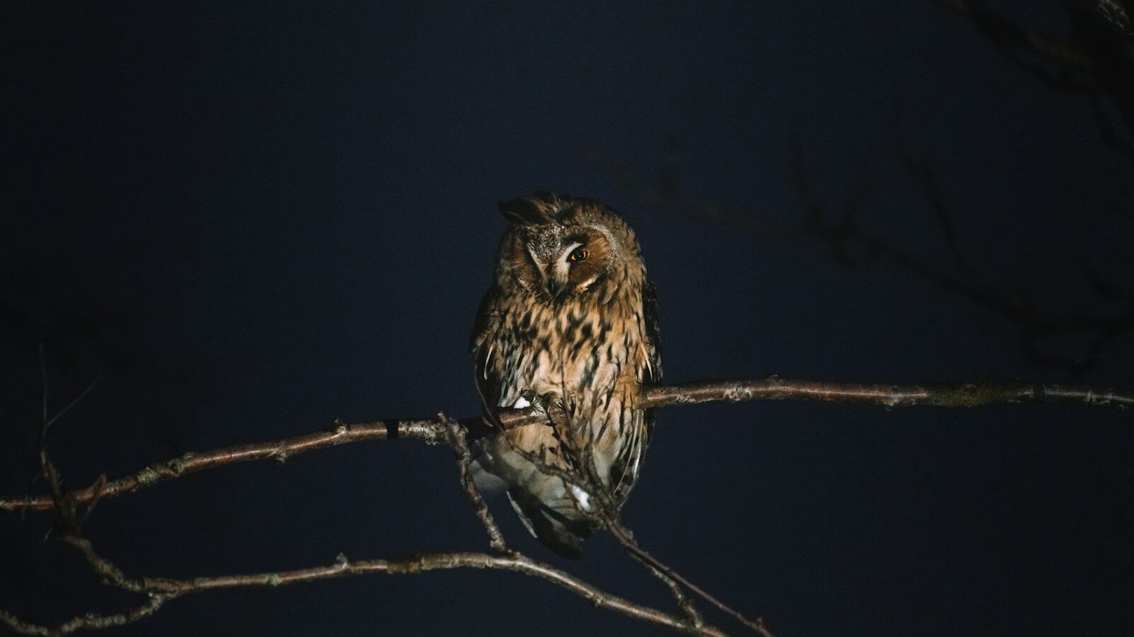 A Long-eared Owl with brown and striped plumage perches on a bare branch against a dark night sky.