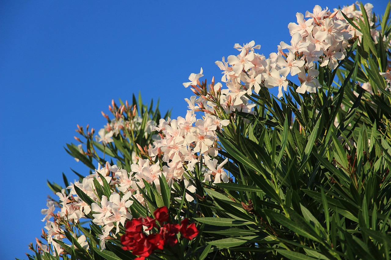 Oleander (image credits: pixabay)