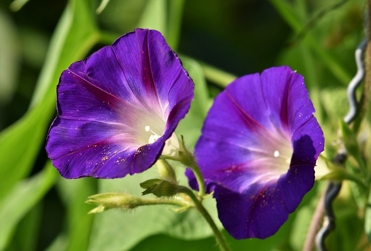 Morning Glory (image credits: pixabay)
