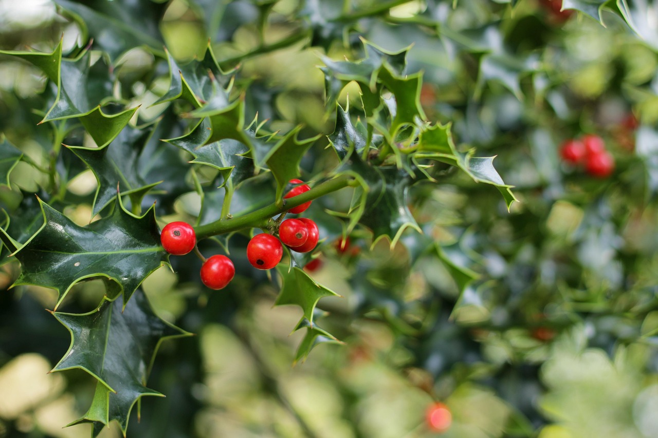 Mistletoe (image credits: pixabay)