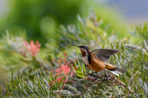 10 Plants Toxic to Backyard Birds in North America
